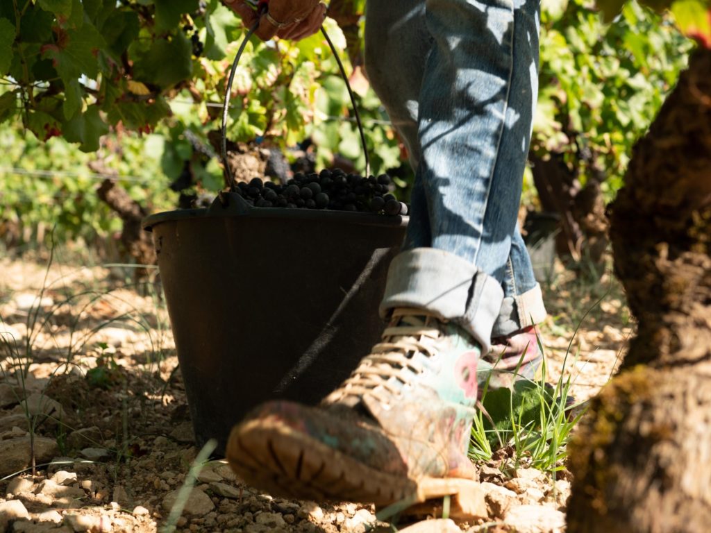 Visite de Vignoble- Clos des Ormes Vendanges Crédit Photo: Alexandre Bouhand