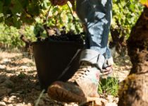 Visite de Vignoble- Clos des Ormes Vendanges Crédit Photo: Alexandre Bouhand