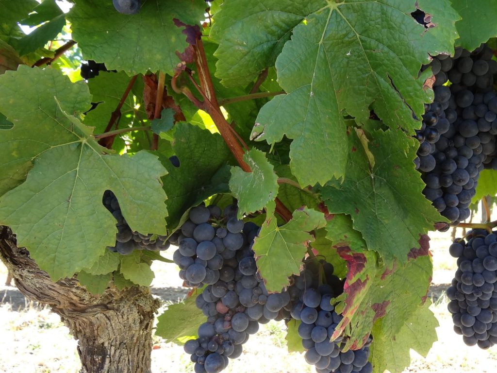 Pied de vigne Bourgogne 2021 Atelier de la Vigne et du Vin
