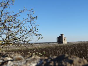 Printemps Vignoble Vougeot - Crédit Céline Lapointe