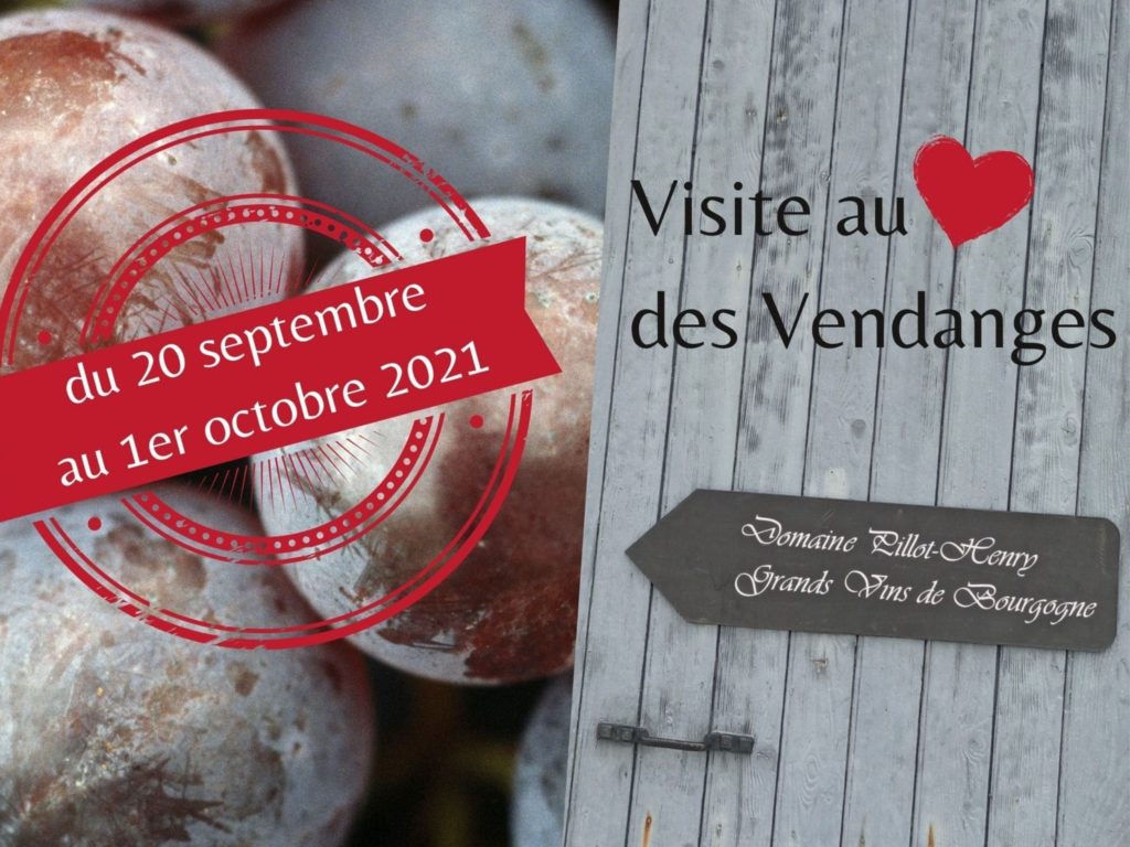 Visite Au Coeur des Vendanges 2021 Domaine Pillot Henry et Atelier de la Vigne et du Vin