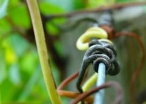 Vigne Détail - Atelier de la Vigne et du Vin - Crédit : La Joaillerie du Web