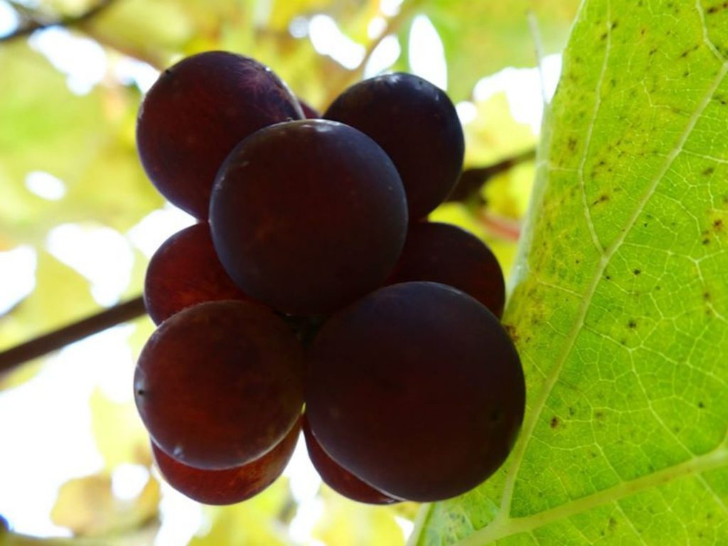 Verjus - Atelier de la Vigne et du Vin - Crédit : La Joaillerie du Web